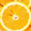 橙子直播app下载手机版在线观看