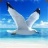 海鸥模拟器 V1.0.1 安卓版