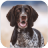 狂犬模拟器游戏 V1.1 安卓版