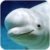 白鲸模拟器修改版 V1.0.1 安卓版